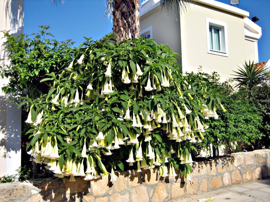 Rododafni Villas Klorakas Exterior photo
